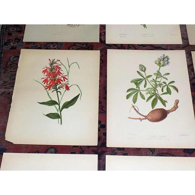 Antique 19th Century Botanical Chromolithographs - Set of 9 For Sale - Image 4 of 8