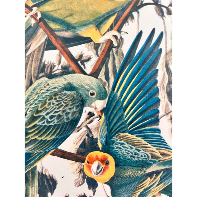 Paper 1964 Audubon Folio Lithograph Great Bird Paintings - "Carolina Parrot" 17x14 For Sale - Image 7 of 9