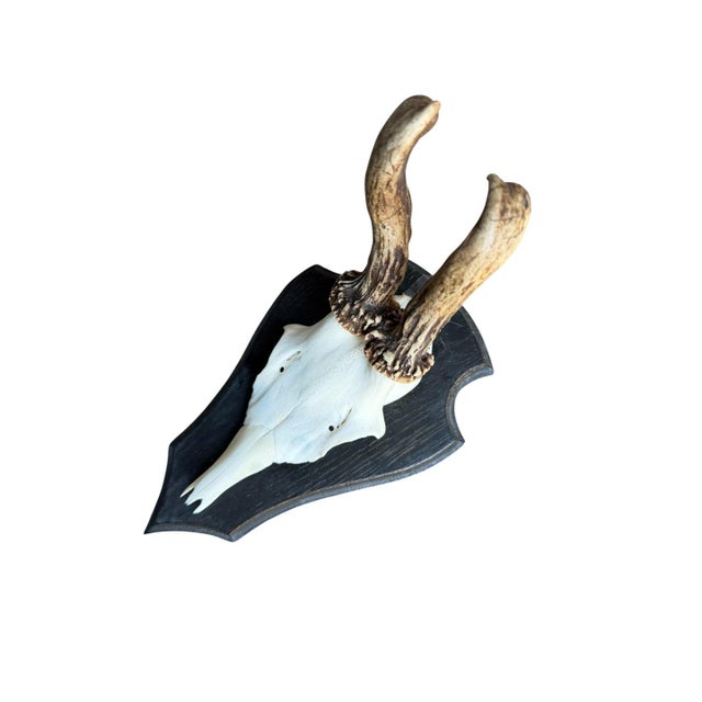 Roe deer trophy on wood plaque with abnormal curly antlers.