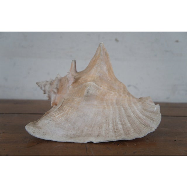 Vintage Queen Conch Shell Aliger Gigas Marine Arena Johns Pass Florida For Sale - Image 6 of 12