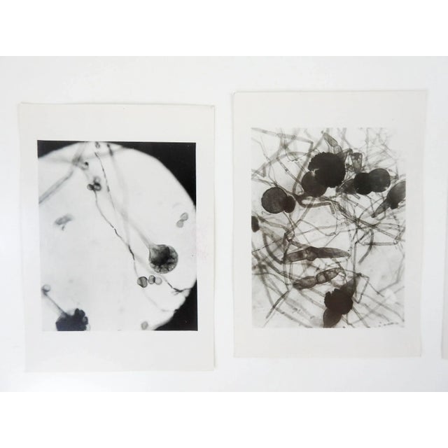1945 photographs of microscopic fungal slides. Very abstract looking, notes in pencil on verso. Unframed, each is 3.5" x 5".