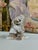 Baccarat Crystal Bunny Rabbit Figurine For Sale In Raleigh - Image 6 of 9