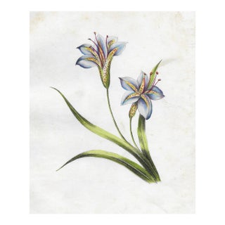 Antique Lily Still Life Hand Colored Engraving For Sale