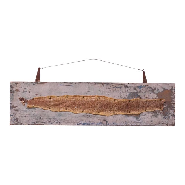 Mounted Diamond Back Rattlesnake Skin | Chairish