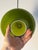 Green Green Glass Pendant Lamp by Hans-Agne Jakobsson for Staff For Sale - Image 8 of 11