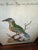 Pair Antique Original George Edwards Bird Prints, Framed For Sale - Image 10 of 15