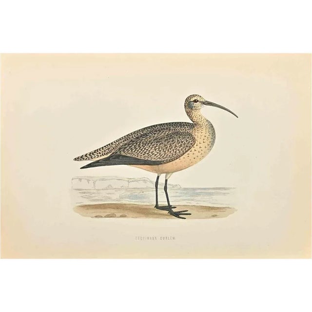 Esquimaux Curlew is a modern artwork realized in 1870 by the British artist Alexander Francis Lydon (1836-1917). Woodcut...