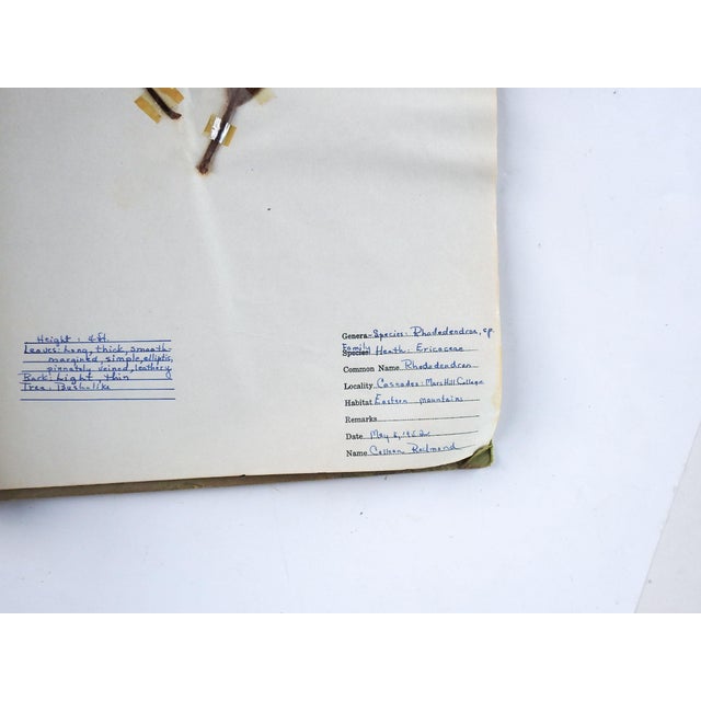 1930s 1930s North Carolina Bound Herbarium 34 Pressed Botanical Specimens For Sale - Image 5 of 12