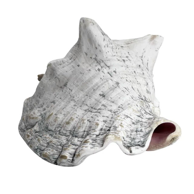 Large Late 20th Century Conch Shell For Sale - Image 6 of 6