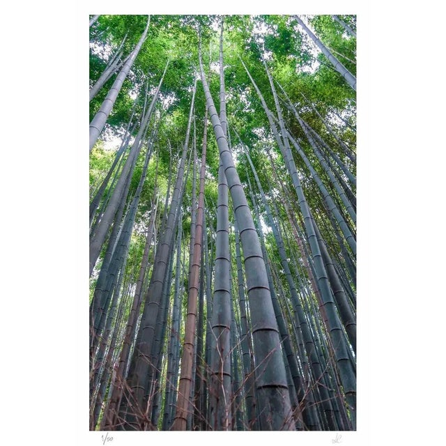 Bamboo is a photograph taken by Amanda Ludovisi in 2019. It represents a steep view from the bottom of the bamboo forest...