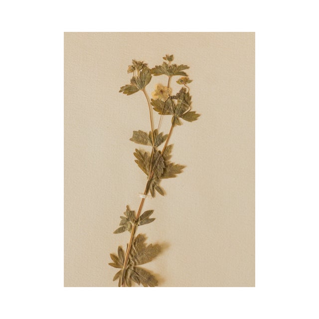 Antique Vintage Herbarium - Tormentil, Circa 1908 For Sale - Image 4 of 5