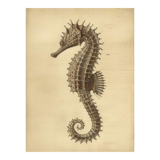 Seahorse — Antique Natural History Fine Art Print For Sale