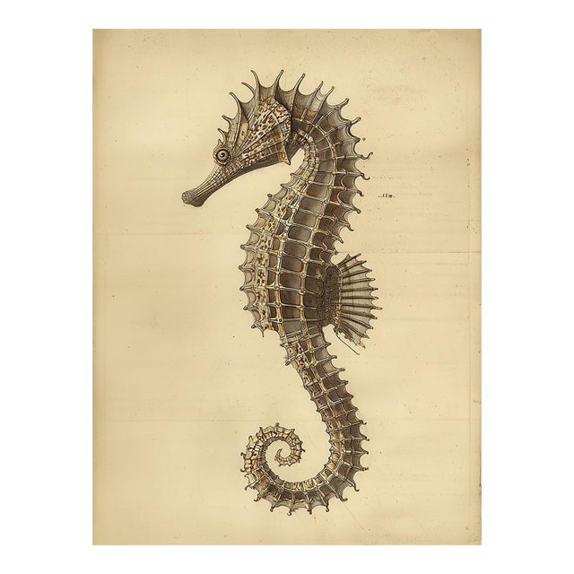 Seahorse — Antique Natural History Fine Art Print For Sale