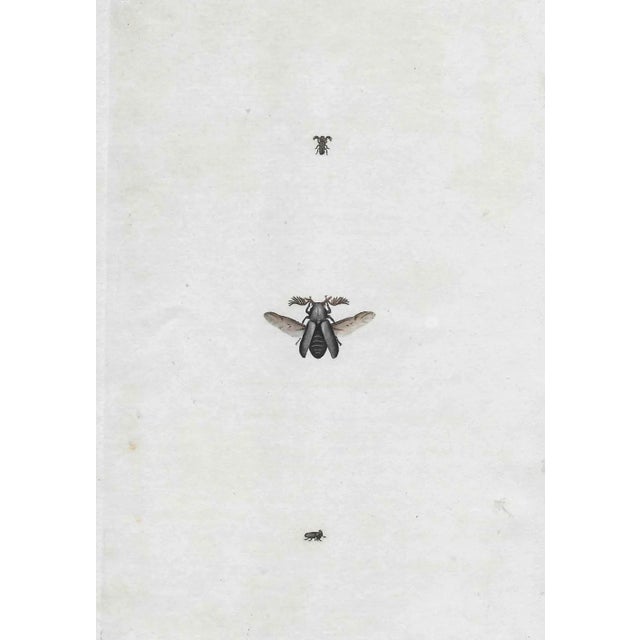 Traditional Antique Hand Colored Insect Engraving For Sale - Image 3 of 3