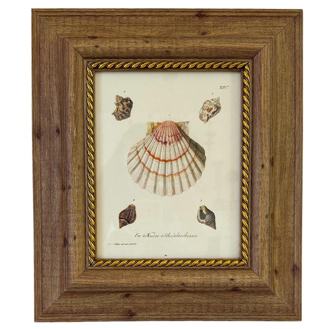 Illustration Framed Seashell Engraving Prints - Conchology Engravings After Georg Wolfgang Knorr, Set of 4 For Sale - Image 3 of 15