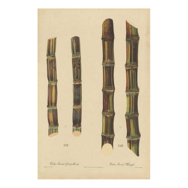 Sugarcane, 1892, Paper For Sale