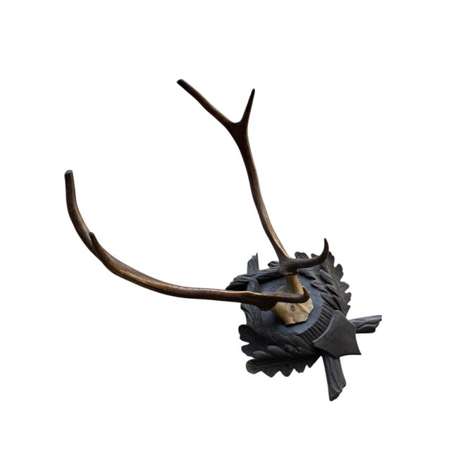 Large Trophy Black Forest Mount Antler Rack #1 For Sale - Image 4 of 6