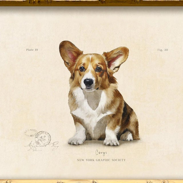 Illustration Reproduction Art Print of Vintage "World of Dogs" Illustration (Corgi), Framed For Sale - Image 3 of 4