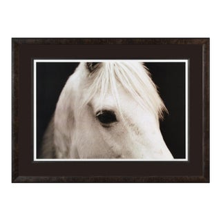 Horse Eye, John Maggiotto For Sale