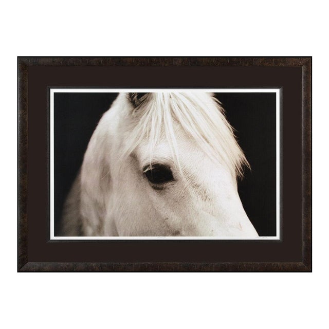 Horse Eye, John Maggiotto For Sale