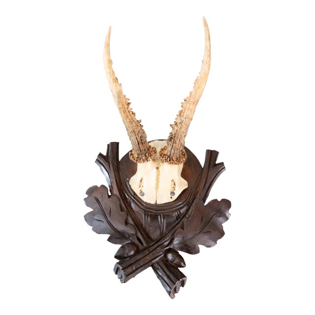 Antique Black Forest Roe Deer Antlers Hunting Trophy Mount For Sale