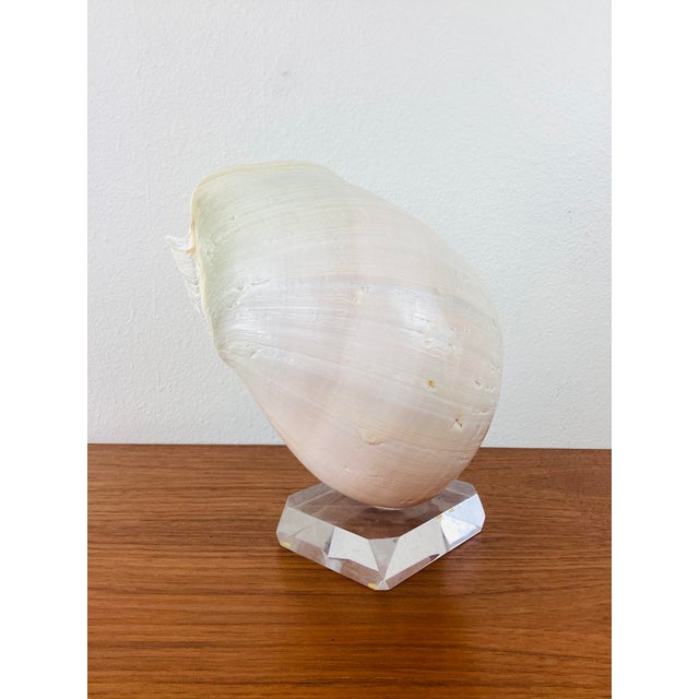 Contemporary Vintage Large Crowned Baler Sea Snail Shell on Lucite Base For Sale - Image 3 of 7