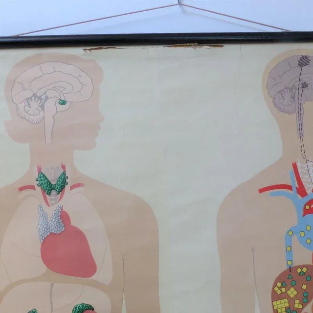 School Educational Hormones Poster from Hagemann Düsseldorf, 1950s, in Very Good conditions. Designed 1950 to 1959 This...