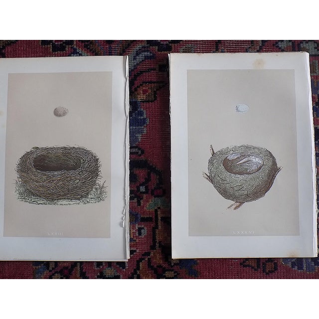 Authentic Antique 19th Century Hand Colored Bird Nest & Egg Lithographs - Set of 9 For Sale In Cincinnati - Image 6 of 9