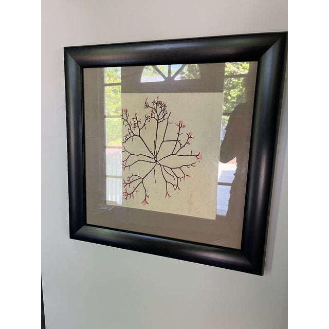 Framed Coastal Botanical Seaweed Framed, Pair For Sale - Image 10 of 12