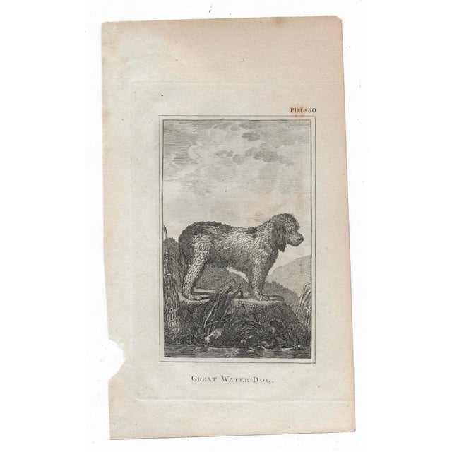 Antique engraving of "Great Water Dog" by Georges-Louis Leclerc, Comte de Buffon (1707-1788) from an English printing of...