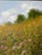 2000 - 2009 2003 Patrice Marchal “Fertilité” French Wildflower Landscape Oil on Canvas Painting – Framed For Sale - Image 5 of 12