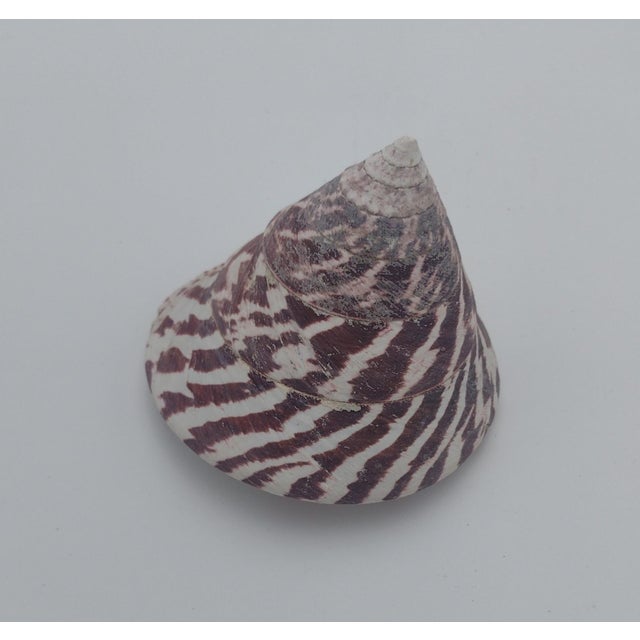 1970s Vintage Zebra Top Shell – Trochus Maculatus, Sea of Cortez C. 1970s For Sale - Image 5 of 10