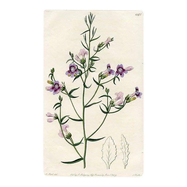 1829, Pentstemon Botanical Print, the Botanical Register, Original Antique Botanical Print, Engraving, Hand Colored, England For Sale