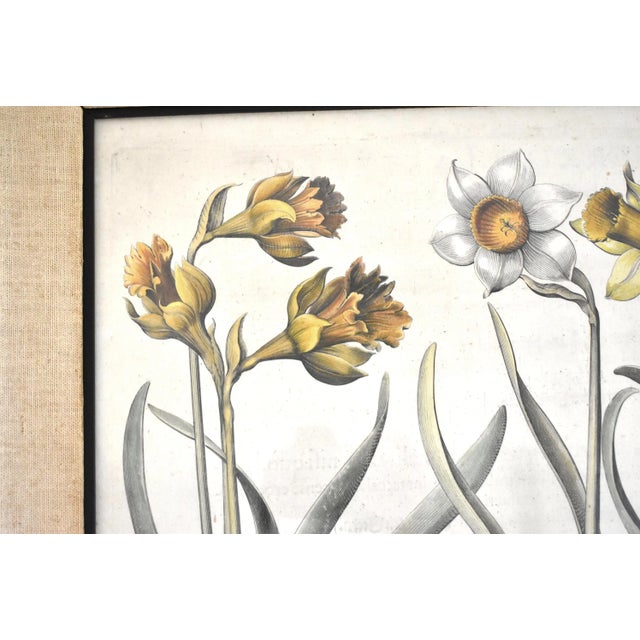 17th Century Basilius Besler Botanical Engravings - a Pair For Sale - Image 5 of 13