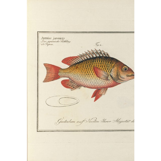 An elegant antique fish study reproduced from an eighteenth-century natural history illustration by Marcus Elieser Bloch...