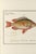 An elegant antique fish study reproduced from an eighteenth-century natural history illustration by Marcus Elieser Bloch...