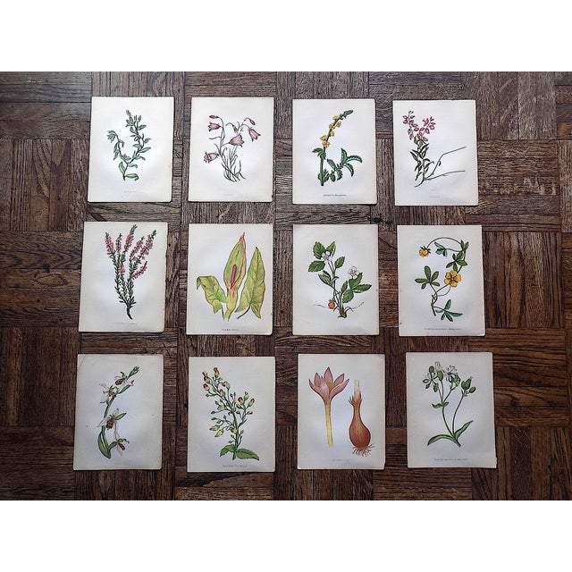 Green Antique 19th Century Anne Pratt Botanical Chromolithographs - Set of 12 For Sale - Image 8 of 8