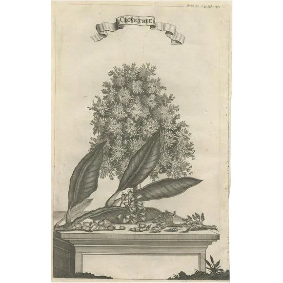 Clove Tree in the East Indies, 1659, Paper For Sale