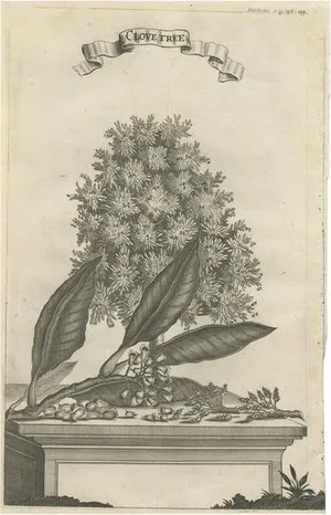 Clove Tree in the East Indies, 1659, Paper
