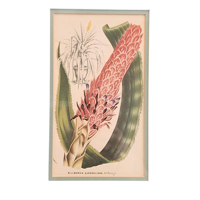 LeMaire Paris Walter Hood Fitch and Louis Van Houte 19th Century Botanical Print For Sale - Image 4 of 9