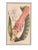 LeMaire Paris Walter Hood Fitch and Louis Van Houte 19th Century Botanical Print For Sale - Image 4 of 9