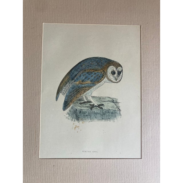 Set of three matted and ready to be framed engravings of owls. Thèse are 19th century.