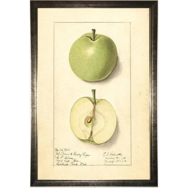 Green Apple Study in Pewter Shadowbox 21x29