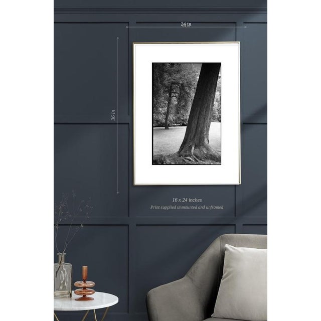 Contemporary Paul Cooklin, Trees, Harcourt, France, Edition of 50 For Sale - Image 3 of 5