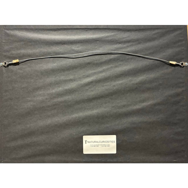 Early 21st Century Natural Curiosities Primula Veris Botanical Herbarium Art For Sale - Image 5 of 6