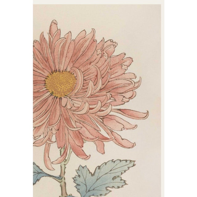 Japanese Pink Flower by Hasegawa, Vintage Japanese Botanical Art Print, 20" X 30" For Sale - Image 3 of 10
