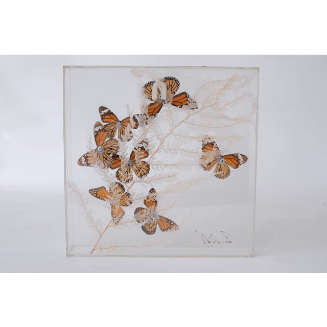 Vintage 1970s Botanical Butterly Taxidermy Acrylic Box Wallhanging For Sale - Image 10 of 11