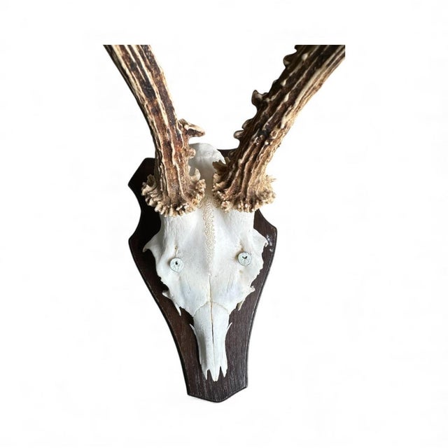1980s Roe Deer Trophy 26 Black Forest Antlers For Sale - Image 4 of 5