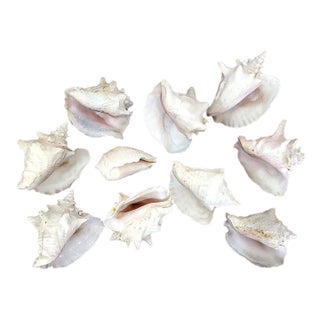 Large Vintage Queen Conch Shells - Collection of 10 For Sale