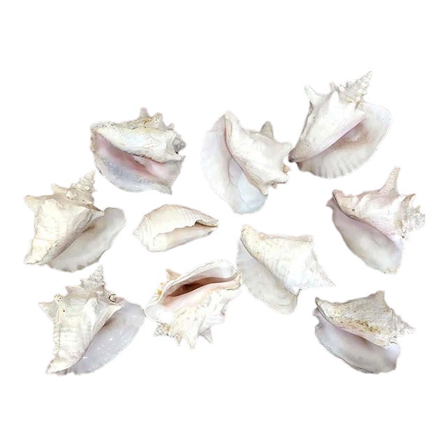 Large Vintage Queen Conch Shells - Collection of 10 For Sale